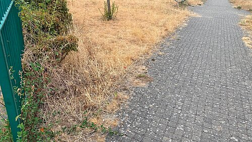 Poppy Avenue
