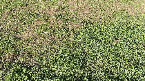 Poppy Avenue cut down